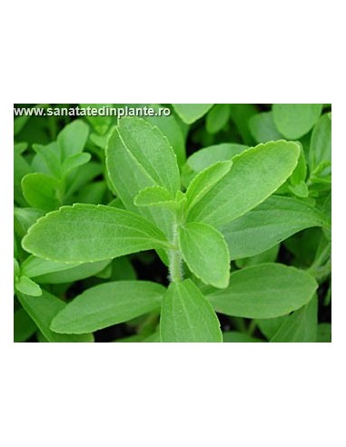 Stevia Rebaudiana - Indulcitor Natural Noncaloric