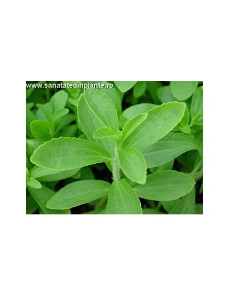 Stevia Rebaudiana - Indulcitor Natural Noncaloric