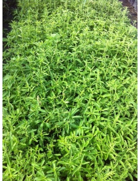 Stevia Rebaudiana - Indulcitor Natural Noncaloric