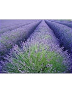 Lavandula Officinalis