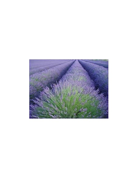 Lavandula Officinalis