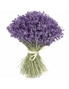 Lavandula Officinalis 2