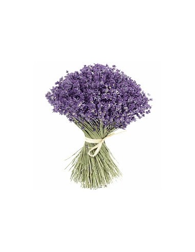 Lavandula Officinalis