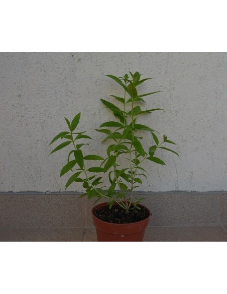 LIPPIA CITRIODORA - CITRONELA ( lamita )