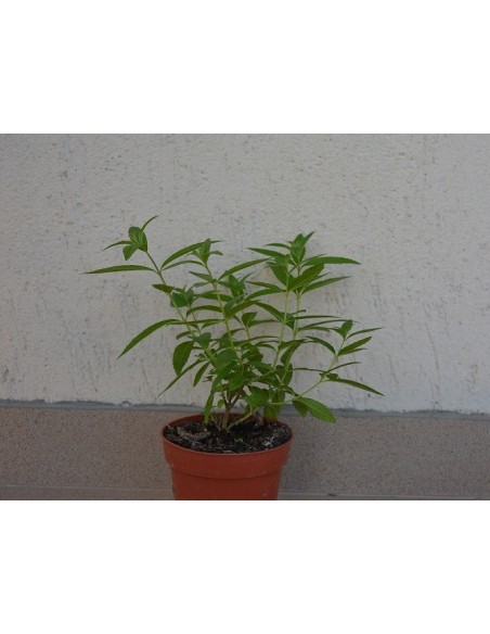 LIPPIA CITRIODORA - CITRONELA ( lamita )