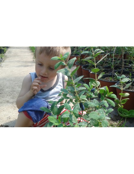 Lonicera caerule var. kamtschatica (Afin siberian) - Soiul Joska