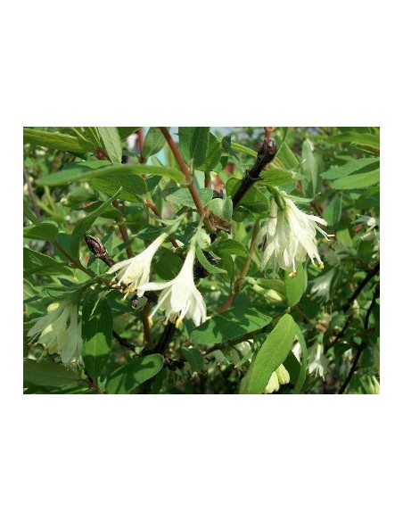 Lonicera caerule var. kamtschatica (Afin siberian) - Soiul Joska