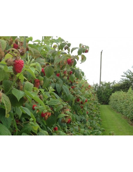 Zmeura Remontanta - LIULIN 10 bucati