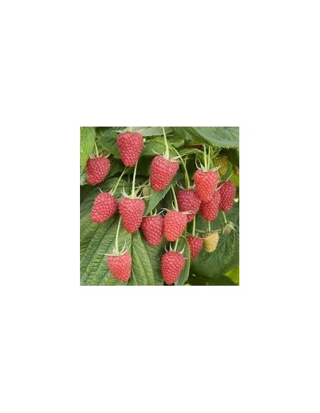 Zmeura Remontanta - LYLIUM