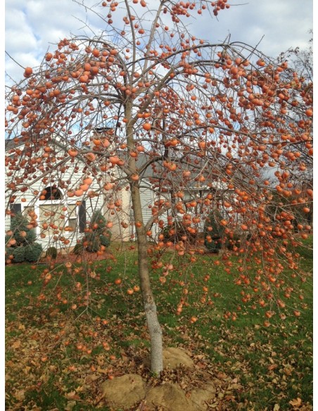 kaki Rosseyanka soi REZISTENT LA GER 1,3 -1,6m