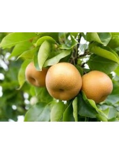 Par asiatic " Nashi" - Pyrus Pyrifolia