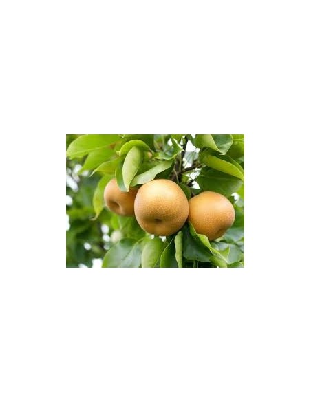 Par asiatic " Nashi" - Pyrus Pyrifolia 
