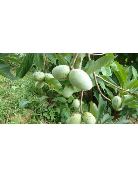 Banana Nordului ( paw paw ) - Asiminia triloba