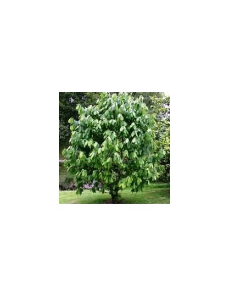 Banana Nordului ( paw paw ) - Asiminia triloba