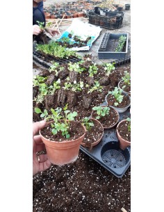 Coriandru - Coriandrum sativum