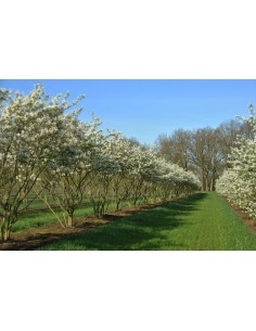 Amelanchier Lamarcki 2 ani 40 - 60cm - Pom De Stafide 2
