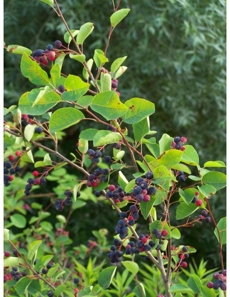 Amelanchier Lamarcki 2 ani 40 - 60cm - Pom De Stafide