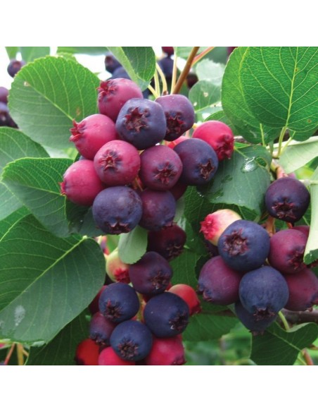 Amelanchier Lamarcki 2 ani 40 - 60cm - Pom De Stafide