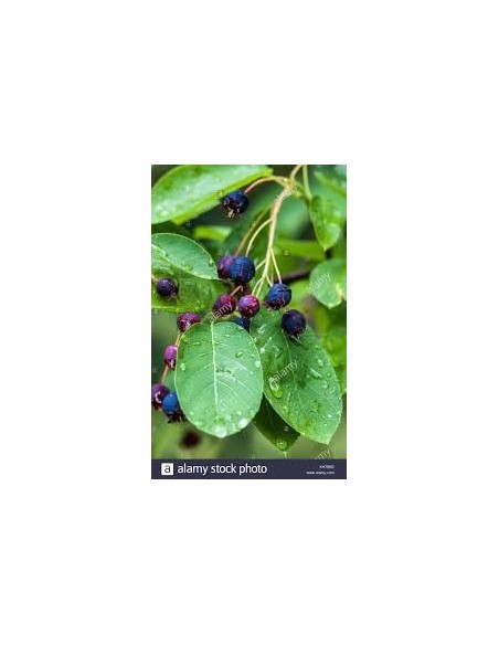 Amelanchier Lamarcki 2 ani 40 - 60cm - Pom De Stafide