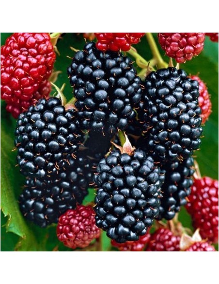 Mur fara spin Thornfree