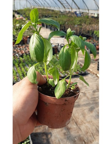 Busuioc genovez - Ocinum basilicum la ghiveci de 9 cm