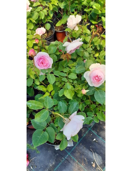 Trandafir englezesc la ghiveci