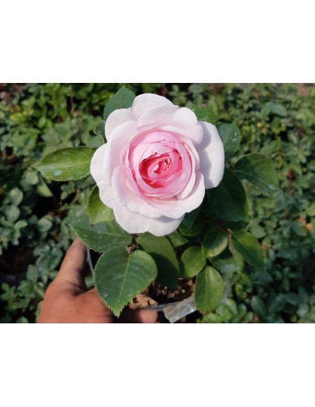 Trandafir englezesc la ghiveci