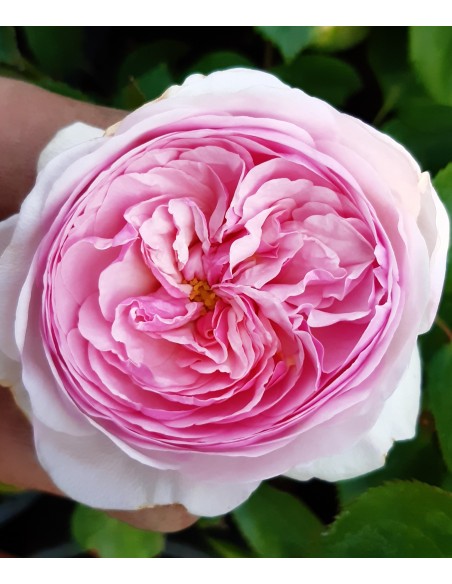 Trandafir englezesc la ghiveci