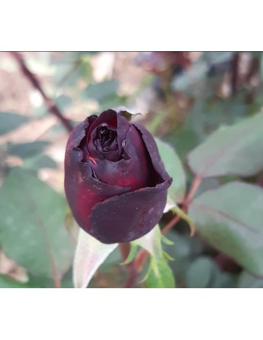 Black Baccara la ghiveci.Trandafir in Ghiveci - Planta in ghiveci.