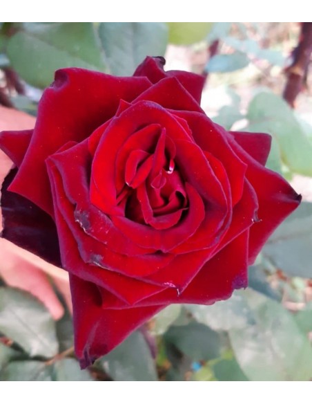 Black Baccara la ghiveci.Trandafir in Ghiveci - Planta in ghiveci.