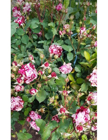 Trandafir New imagine la ghiveci