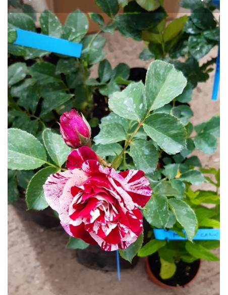 Trandafir New imagine la ghiveci