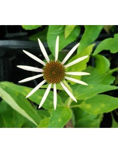 ECHINACEA - rasad in ghiveci de 4cm