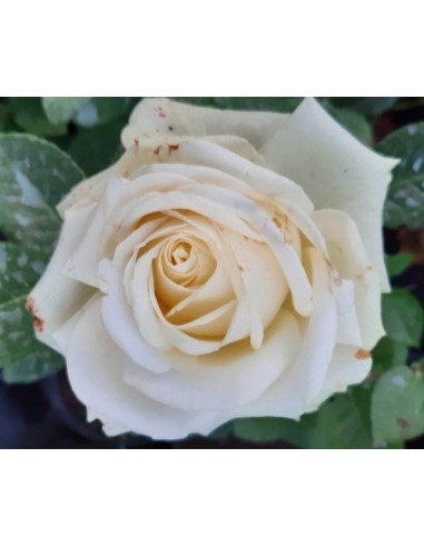 Trandafir alb teahibrid la ghiveci SDP 10