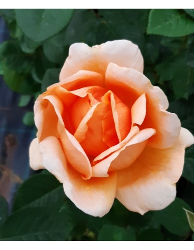 Trandafir portocaliu teahibrid la ghiveci SDP 11
