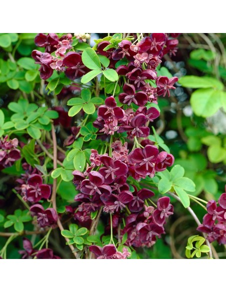 Pachet  2 plante  Vita de ciocolata - Akebia quinata 2 ani 30 cm