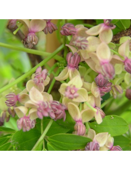 Pachet  2 plante  Vita de ciocolata - Akebia quinata 2 ani 30 cm