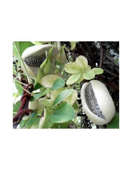 Pachet  2 plante  Vita de ciocolata - Akebia quinata 2 ani 30 cm