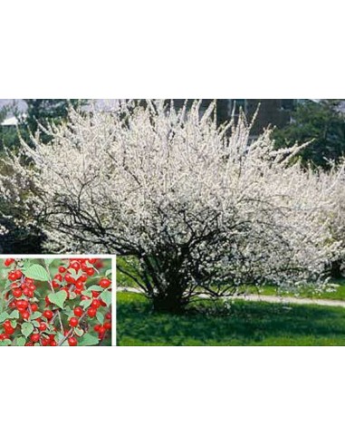 Cireș Coreean - Prunus tomentosa