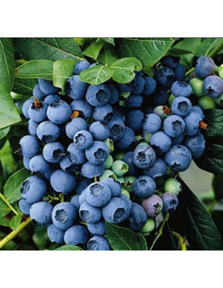 Afin de cultura Elliot la ghiveci 30 - 40 cm