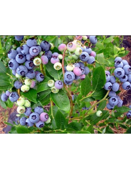 Afin de cultura Duke la ghiveci 30 - 40 cm