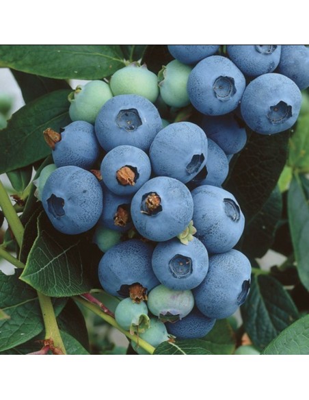 Afin de cultura Nelson la ghiveci 30 - 40 cm