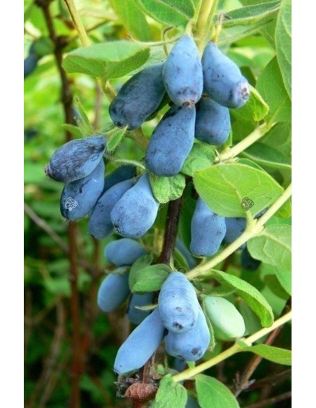 Lonicera caerule var. kamtschatica (Afin siberian) - Soiul Joska