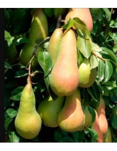 Par de toamna Abate Fetel