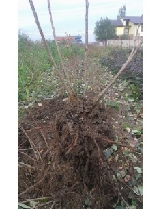 Aronia Melanocarpa 60 - 70 cm  100 bucati