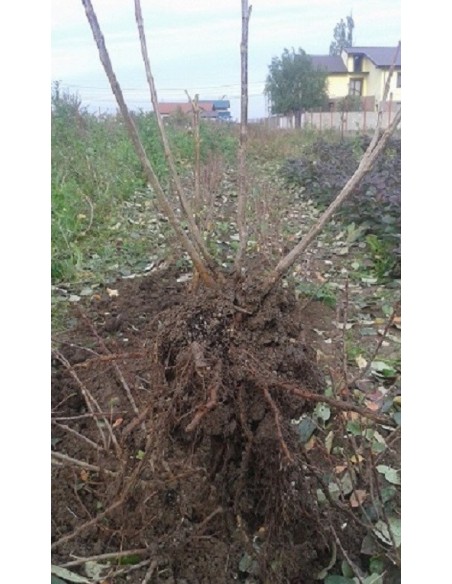 Aronia Melanocarpa 60 - 70 cm  100 bucati