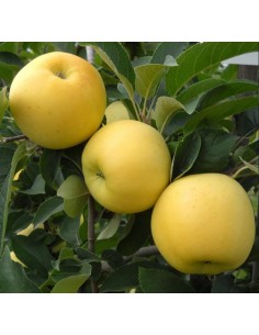 Mar "Golden delicios" 2 ani 1,4 - 1,9 m