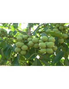 Nuc Sibisel  1,6 - 2,2 m