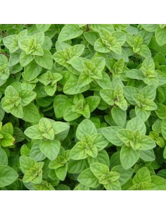 OREGANO - Oreganum vulgare  in ghiveci de 9 cm