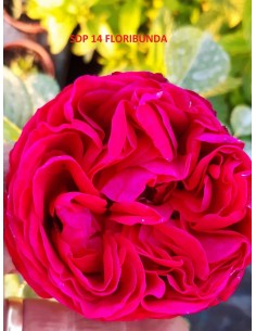 Trandafir floribunda la...